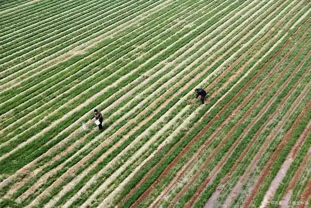 2021年土地流转新规解读：多少钱一亩？方式及变化有哪些？