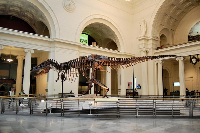 戈尔冈龙化石拍卖 苏富比 苏伊士运河_化石最高成交价