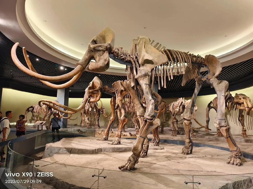 想知道化石能卖多贵？猛犸象化石拍出425万天价破纪录