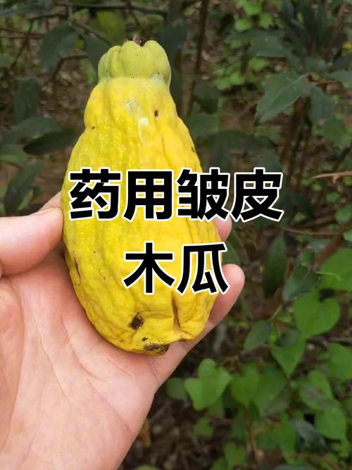 农村适合做啥生意？药都皱木瓜种植前景广阔，株行距及苗价介绍
