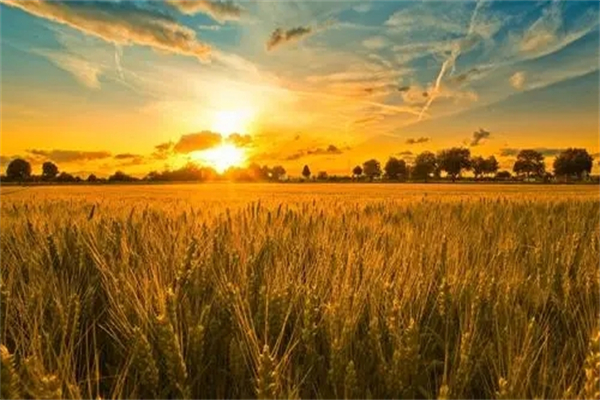 2025农村做什么生意有前景_农村特色小吃店生意_农村返乡创业项目