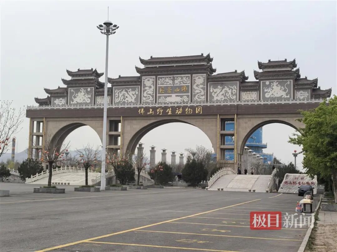2026年邯郸动物园搬迁_河北邯郸动物园经营困境分析_邯郸佛山野生动物园黑熊出逃事件