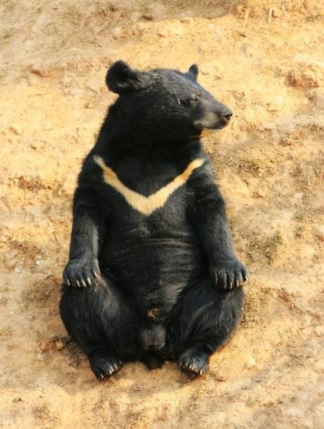 河北邯郸动物园经营困境分析_2026年邯郸动物园搬迁_邯郸佛山野生动物园黑熊出逃事件