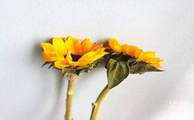 国债走弱说明什么