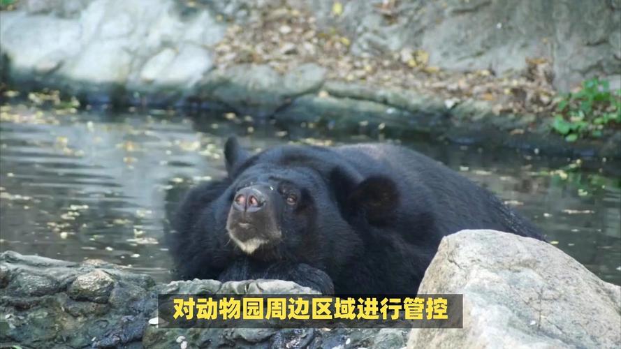 国内动物园动物逃脱事件_2026年邯郸动物园搬迁_邯郸永年区佛山动物园黑熊外逃