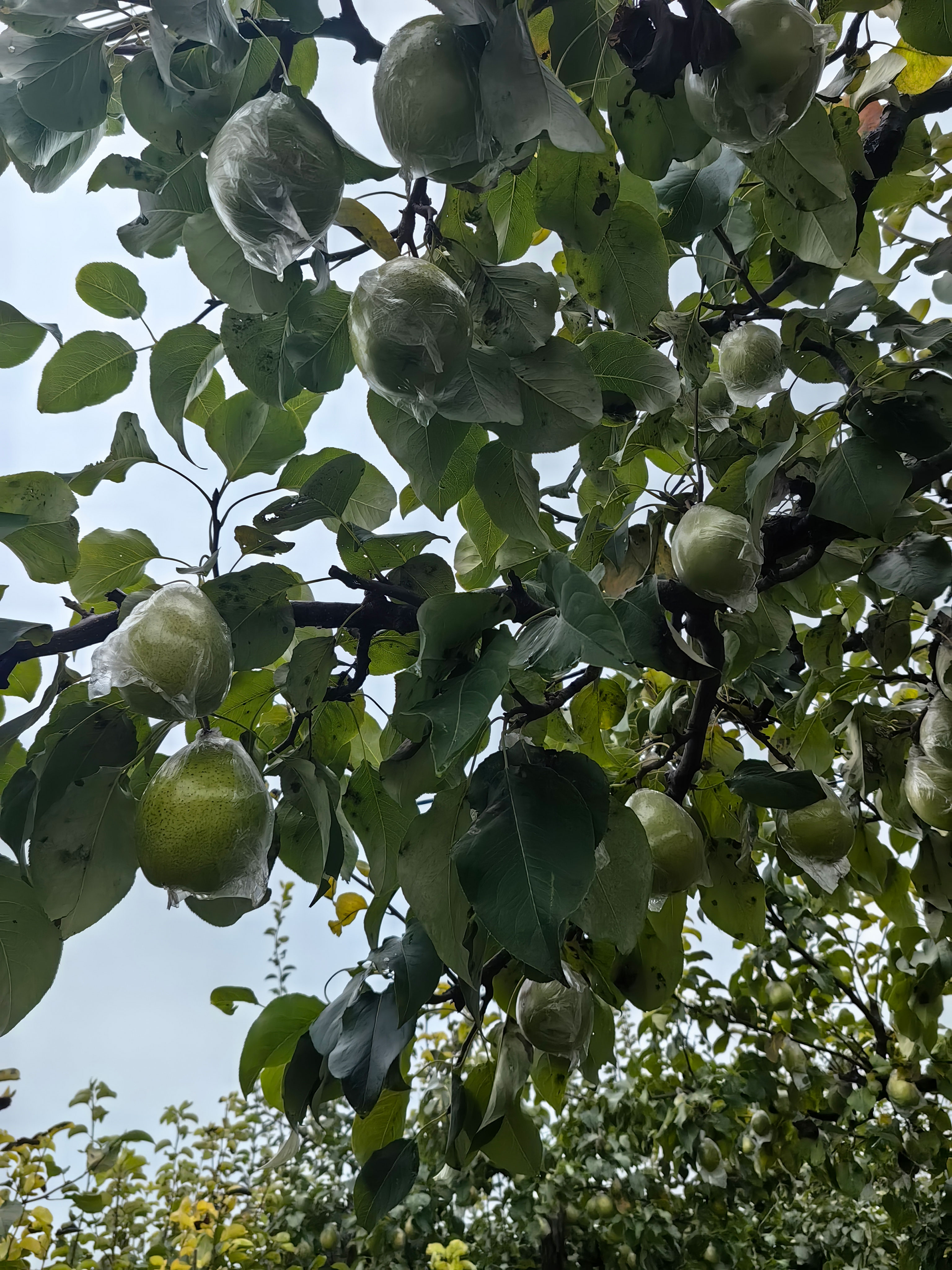 信誉好梨产地直供商家_公司开业买什么水果好_梨产地直供诚信品牌